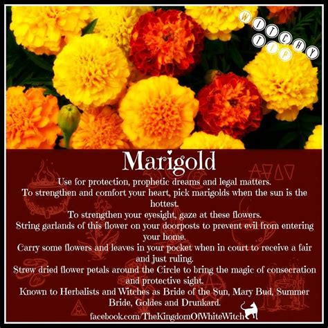 Magic spell for marigold
